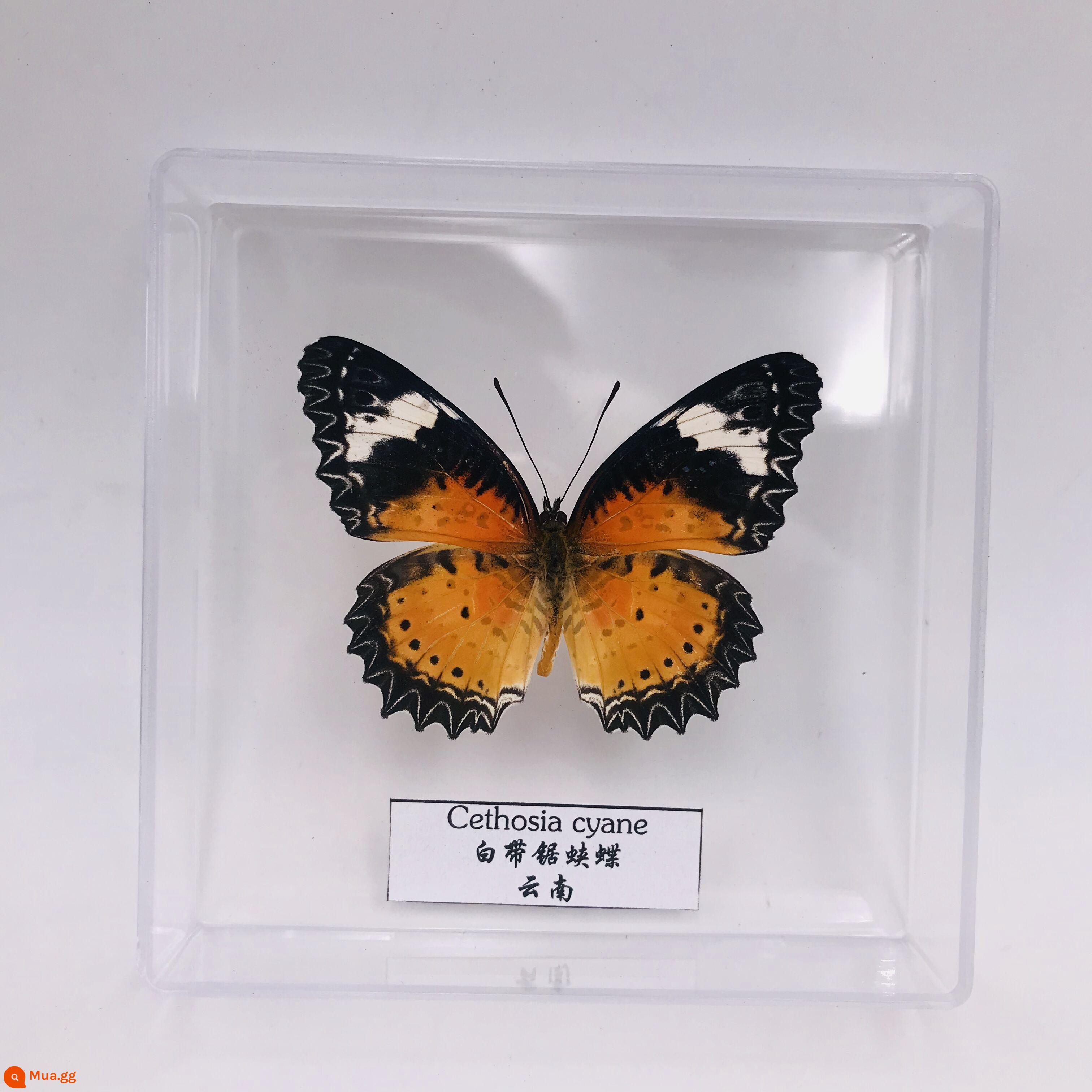 Bướm Fairy Butterfly Đặc điểm kỹ thuật Thông số kỹ thuật thực sự Đặc điểm kỹ thuật côn trùng Bướm - đom đóm sọc trắng