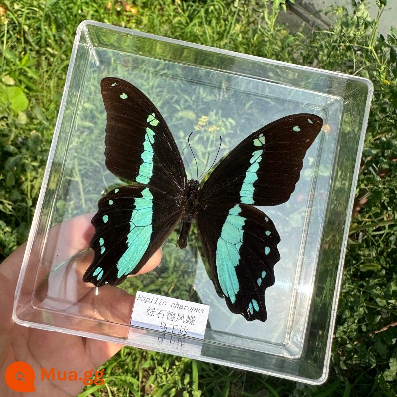 Bướm Fairy Butterfly Đặc điểm kỹ thuật Thông số kỹ thuật thực sự Đặc điểm kỹ thuật côn trùng Bướm - Con công bướm đá xanh xanh