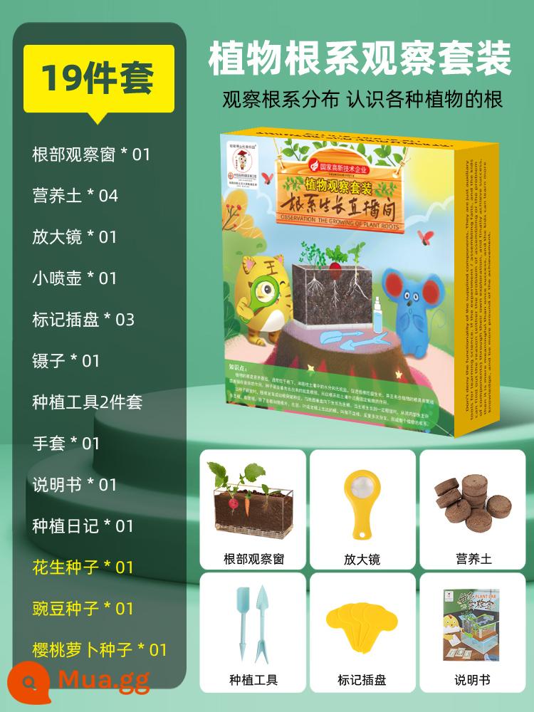 Quà tặng năm mới Ngày trẻ em tiểu học Quà tặng sinh nhật Phần thưởng cho bé trai và bé gái Trẻ em mẫu giáo Trẻ em gái - Bộ quan sát hệ thống rễ cây (bao bì hộp quà tặng + có thể viết thiệp chúc mừng)