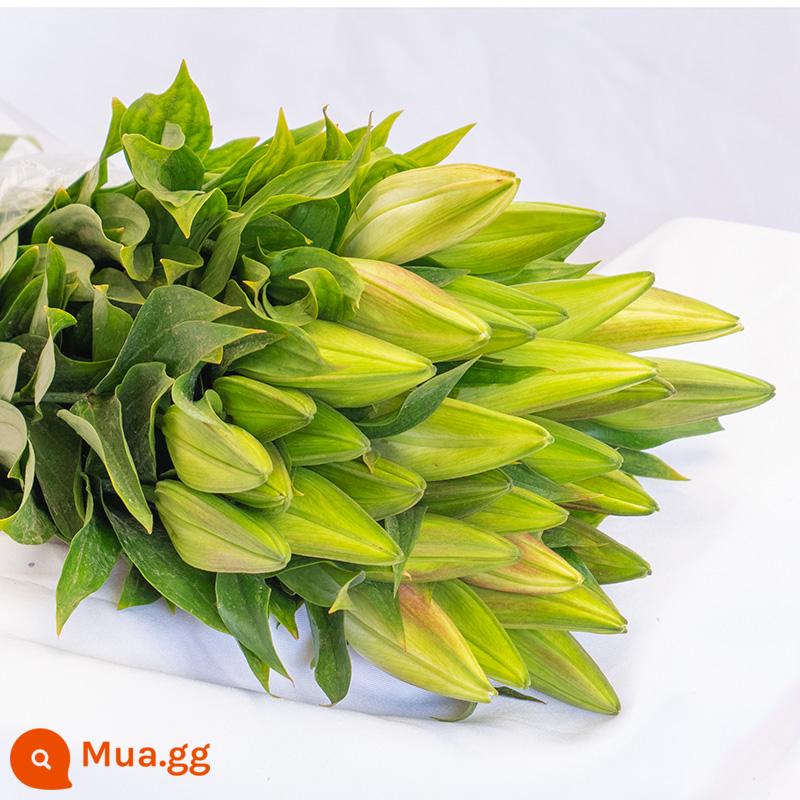 Vân Nam Đế Hoa Tóc Thẳng Nước Hoa Lily Tươi Cắt Hoa Hoa Thật Hoa Hướng Dương Hoa Hồng Nhà Bình Thủy Canh - 20 bông hoa huệ ngẫu nhiên