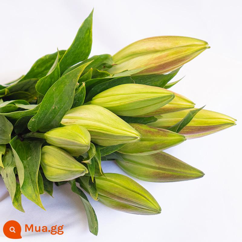 Vân Nam Đế Hoa Tóc Thẳng Nước Hoa Lily Tươi Cắt Hoa Hoa Thật Hoa Hướng Dương Hoa Hồng Nhà Bình Thủy Canh - 10 bông hoa huệ ngẫu nhiên