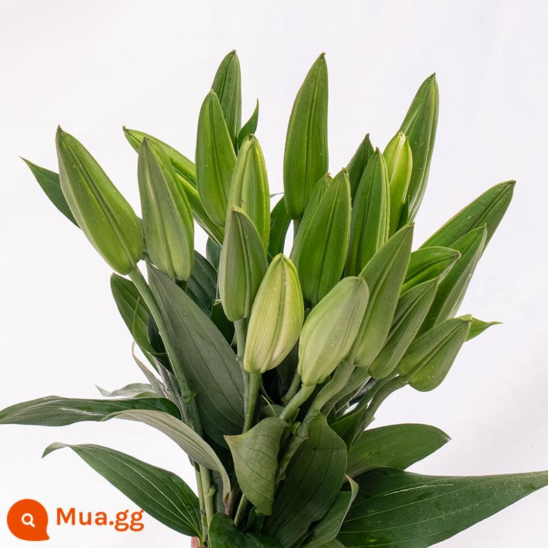 Vân Nam Đế Hoa Tóc Thẳng Nước Hoa Lily Tươi Cắt Hoa Hoa Thật Hoa Hướng Dương Hoa Hồng Nhà Bình Thủy Canh - 10 bông huệ trắng