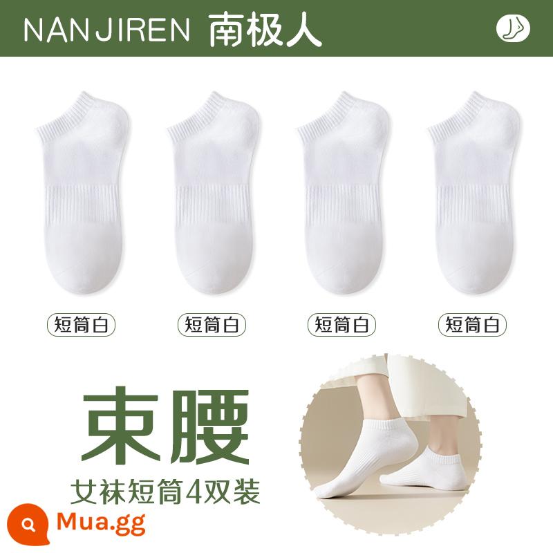 Tất nữ Tất dài đến bắp chân nữ mùa xuân thu đông Tất cotton nguyên chất không xương Tất thể thao mùa hè Tất ngắn nữ màu trắng nam - [Nòng ngắn] 4 màu trắng