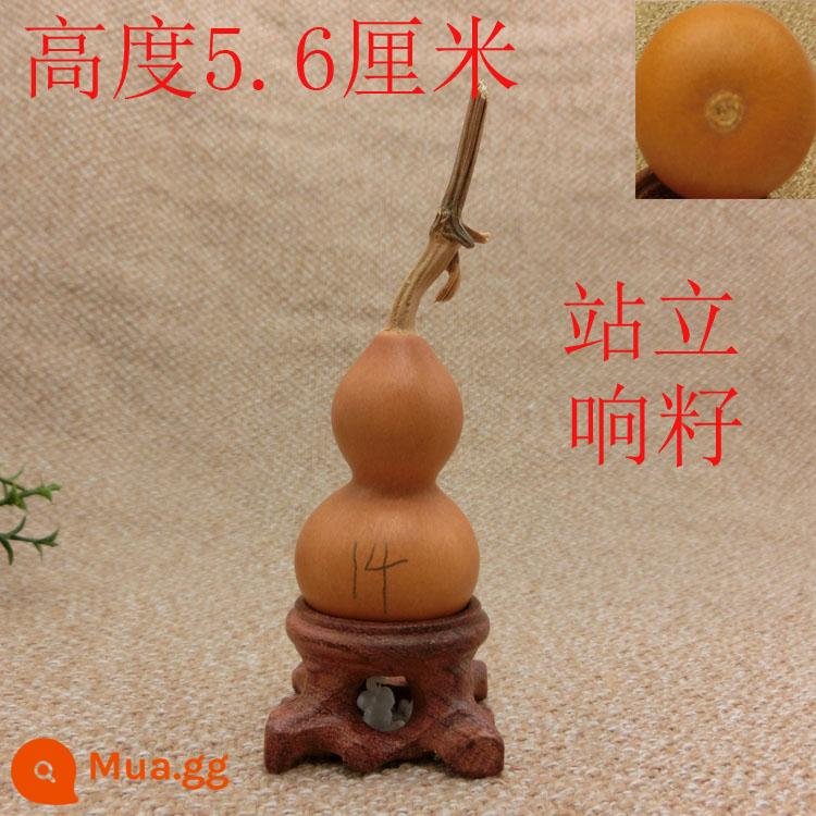 5-7 cm Home Trang trí Tay xoắn của bầu nhỏ để chơi văn bản và chơi rồng đầu màu xanh lá cây tự nhiên - 14