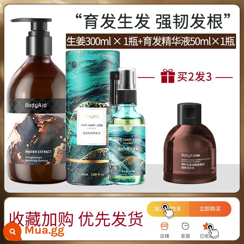 Venus khuyên dùng dầu gội Bodi bodyaid Bodi gừng qin kiểm soát dầu lá chống rụng tóc flagship store - 1 chai dầu gội gừng + 1 chai tinh chất mọc tóc