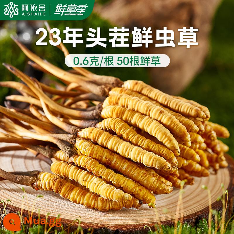 Aishe Cordyceps sinensis chính hãng Đông Trùng Hạ Thảo hàng khô hộp quà tặng 10g 4 que/g cửa hàng flagship chính thức - 0,6g/gốc [50 củ cỏ tươi]