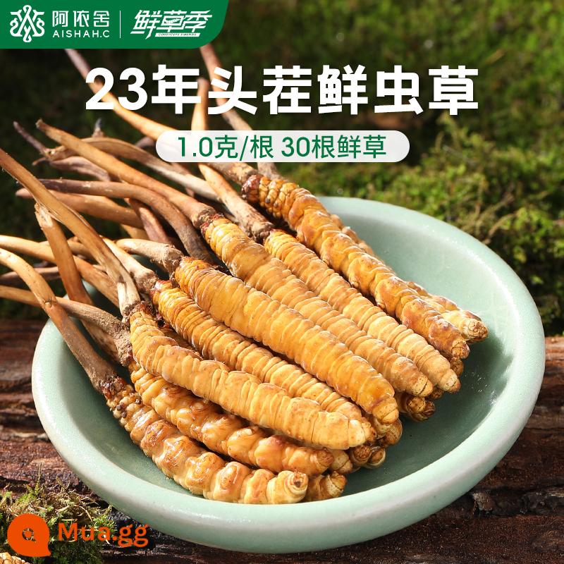 Aishe Cordyceps sinensis chính hãng Đông Trùng Hạ Thảo hàng khô hộp quà tặng 10g 4 que/g cửa hàng flagship chính thức - 1g/củ [30 củ cỏ tươi]