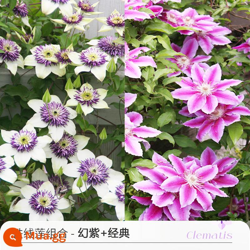 Bia Clematis Josephine Cây nho leo Hoa leo Vườn cây giống lớn Hoa nhiều mùa rất tốt để tăng gấp đôi Hoa lớn Utopia - [2 chậu] Tím huyền ảo P14+P14 cổ điển