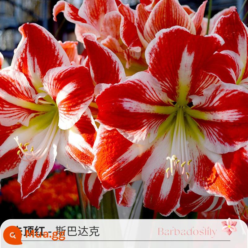 Cầu vồng, Việt Nam, Châu Phi, Peru Hippeastrum nhập khẩu củ hoa đôi, củ lớn, ma Alfred, diễn viên hài Tika, bán trước - [Giá gốc 64 nhân dân tệ] Cây Amaryllis Spartacus của Peru (32/34)