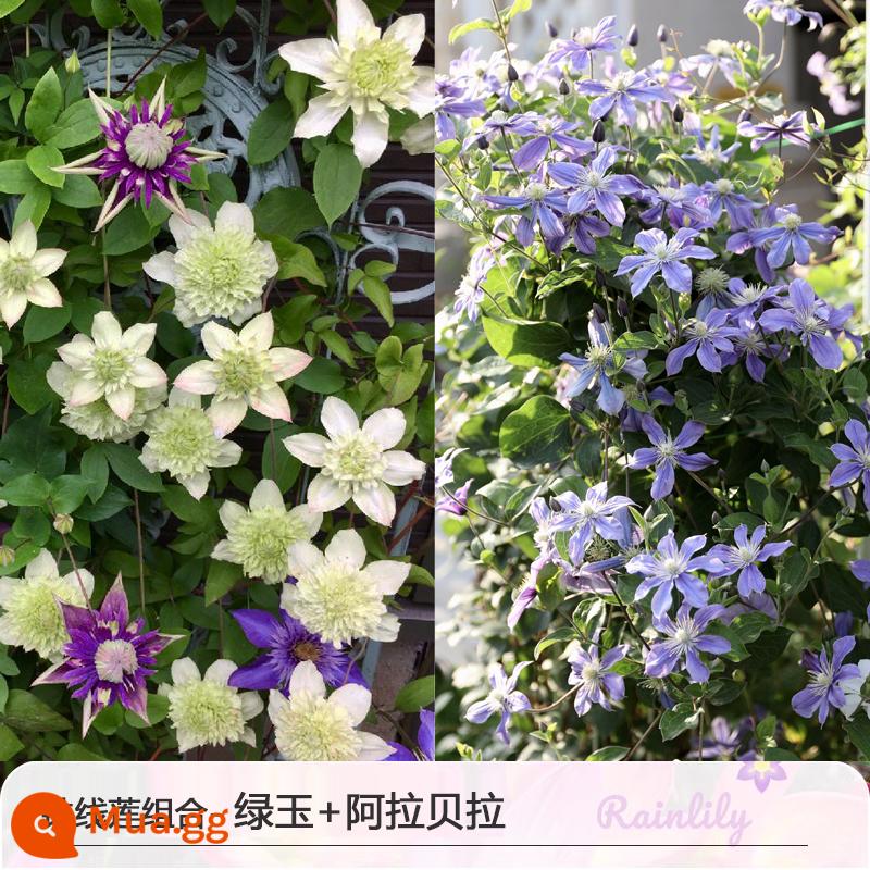 Bia Clematis Josephine Cây nho leo Hoa leo Vườn cây giống lớn Hoa nhiều mùa rất tốt để tăng gấp đôi Hoa lớn Utopia - [Ưu đãi 2 chậu trong thời gian có hạn] Ngọc Xanh P9 + Arabella P9