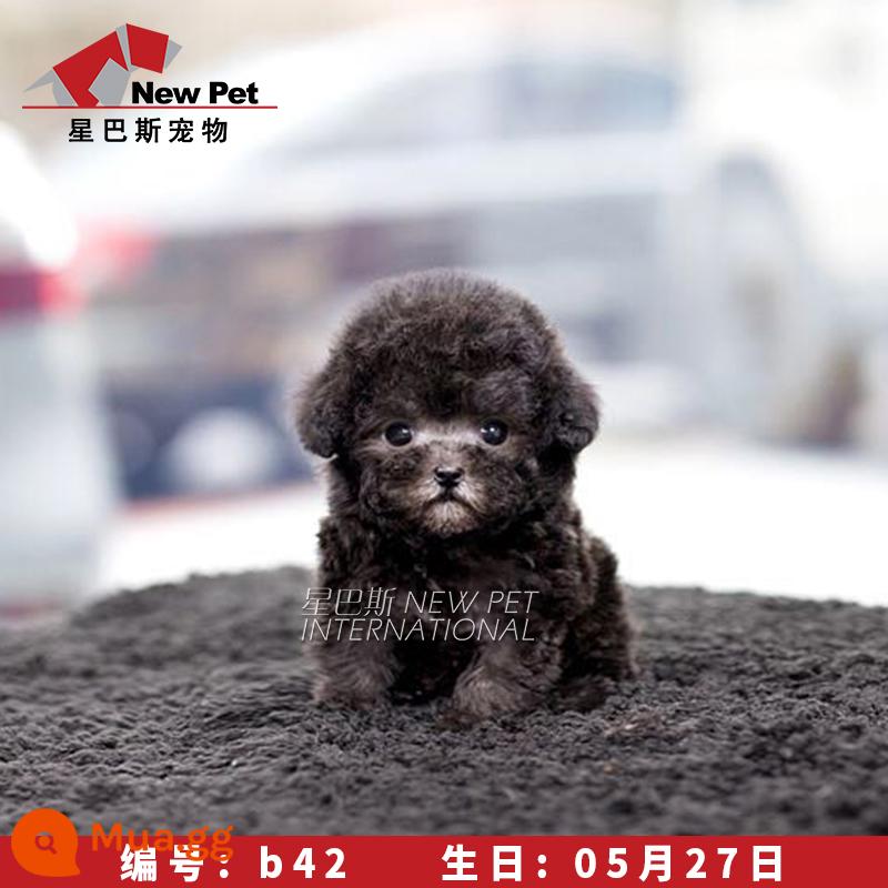 Chó poodle Teddy thuần chủng sống tách trà nhỏ size nhỏ màu xám Teddy pet dog Star Bass 1889 - gấu bông màu xám