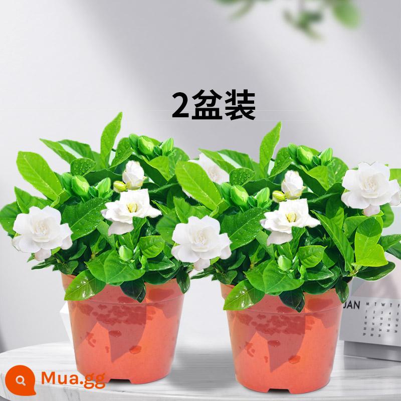 Cây hoa trồng trong chậu Gardenia có nụ, ban công ra hoa bốn mùa trong nhà Cây non xanh thủy canh, dễ trồng và sống - Có nụ [90# cây dành dành] 2 chậu - chậu đơn + phân bón