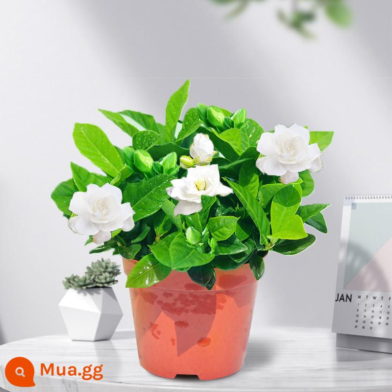 Cây hoa trồng trong chậu Gardenia có nụ, ban công ra hoa bốn mùa trong nhà Cây non xanh thủy canh, dễ trồng và sống - Có nụ [90# cây dành dành] 1 chậu - chậu đơn + phân bón