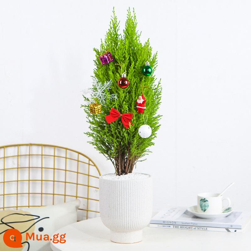 Xiangsong Golden Crown Pot Pot Poted Plant Plants Cây và hương thơm cây thông - Gỗ tuyết tùng lớn cao 40-45cm [chậu sứ trắng chân cao] + mặt dây chuyền