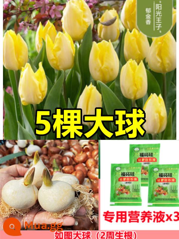 Tulip củ trồng thủy canh trong chậu có nụ cây hoa tươi trồng trong nhà hạt giống nhập khẩu dễ nuôi Bóng 5 độ - [Đã chọn] 5 bông hoa tulip vàng [Dung dịch dinh dưỡng miễn phí + bột tạo rễ]