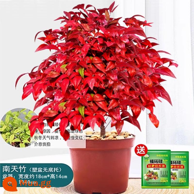 Cây trồng trong chậu Flame Nandina, tán lá, cây cảnh nhỏ, dễ trồng, dễ sống, cây xanh chịu lạnh, bàn trà học tập, tiểu cảnh Zen - 180 # ngọn lửa nồi nguyên bản nandina + phân bón