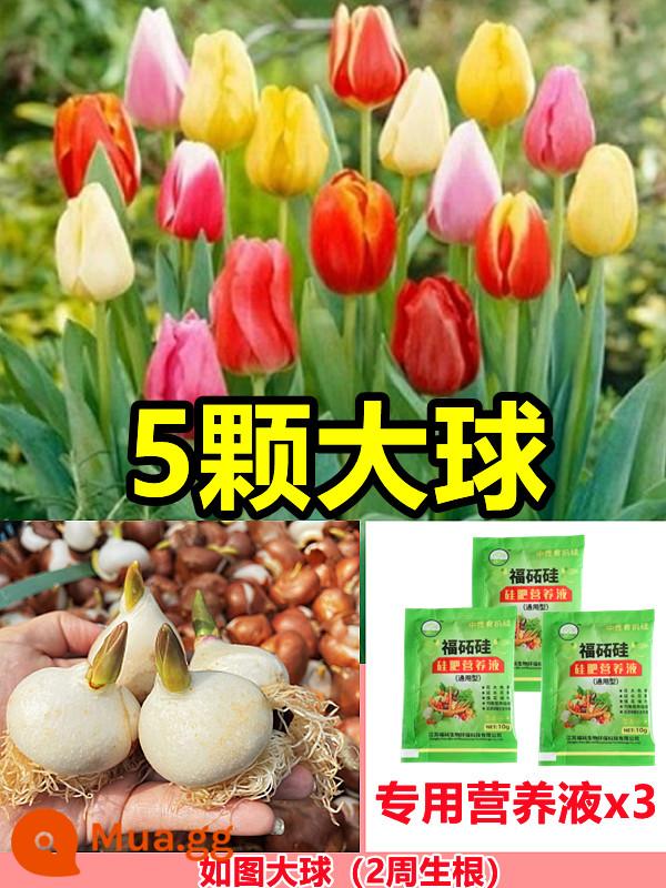 Tulip củ trồng thủy canh trong chậu có nụ cây hoa tươi trồng trong nhà hạt giống nhập khẩu dễ nuôi Bóng 5 độ - [Đã chọn] 5 bông hoa tulip nhiều màu [dung dịch dinh dưỡng miễn phí + bột tạo rễ]