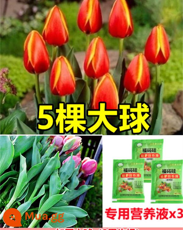 Tulip củ trồng thủy canh trong chậu có nụ cây hoa tươi trồng trong nhà hạt giống nhập khẩu dễ nuôi Bóng 5 độ - [Có nụ] Hoa tulip hai màu 5 [Dung dịch dinh dưỡng miễn phí + bột tạo rễ]