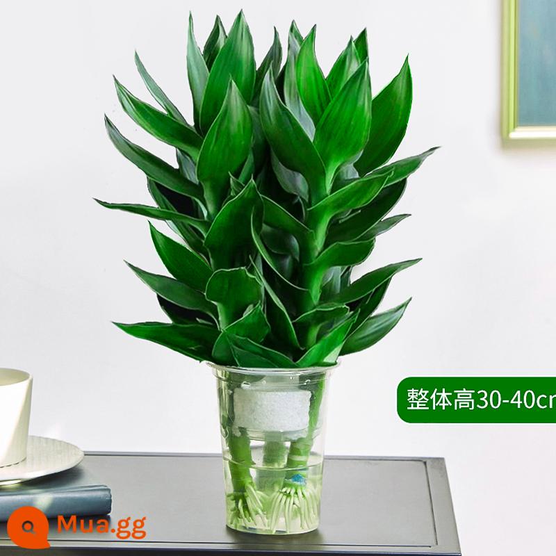 Cây thủy canh tre may mắn Tre Guanyin có rễ hoa và cây xanh kudzu vàng trong nhà chuyển chậu tre trồng thủy canh - [Giao kèm rễ cây] 3 cây trúc Quan Âm (cốc đơn) + dung dịch dinh dưỡng