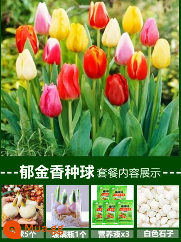 Tulip củ trồng thủy canh trong chậu có nụ cây hoa tươi trồng trong nhà hạt giống nhập khẩu dễ nuôi Bóng 5 độ - [Gói thủy canh] 5 bông hoa tulip màu hỗn hợp [Dung dịch dinh dưỡng miễn phí + bột tạo rễ]