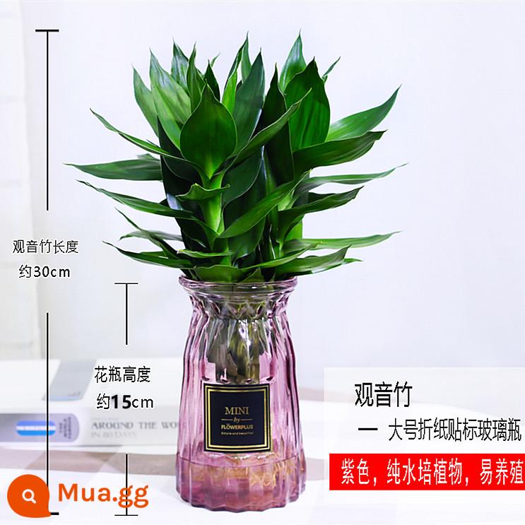 Cây thủy canh tre may mắn Tre Guanyin có rễ hoa và cây xanh kudzu vàng trong nhà chuyển chậu tre trồng thủy canh - 3 cây trúc Quan Âm (origami thủy tinh màu tím) + dung dịch dinh dưỡng