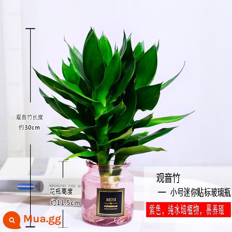 Cây thủy canh tre may mắn Tre Guanyin có rễ hoa và cây xanh kudzu vàng trong nhà chuyển chậu tre trồng thủy canh - [Vận chuyển kèm rễ] 3 cây trúc Quan Âm (màu tím) + dung dịch dinh dưỡng