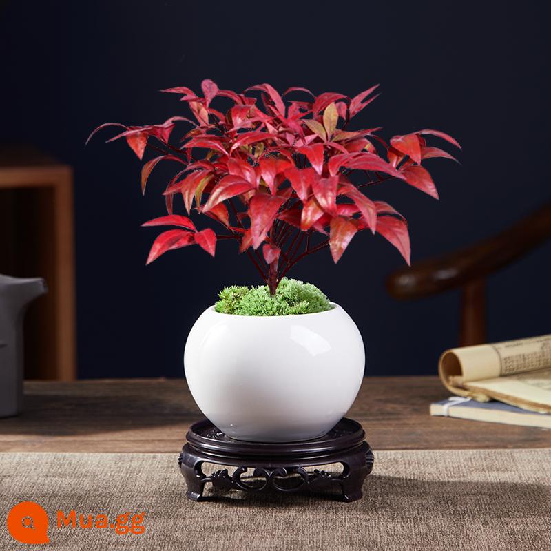 Cây trồng trong chậu Flame Nandina, tán lá, cây cảnh nhỏ, dễ trồng, dễ sống, cây xanh chịu lạnh, bàn trà học tập, tiểu cảnh Zen - 120 # ngọn lửa nandina + chậu gốm tròn ngọc trắng + khung đáy tròn + rêu + phân bón