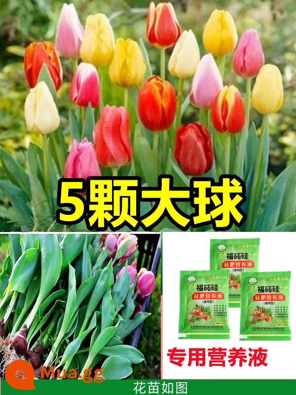 Tulip củ trồng thủy canh trong chậu có nụ cây hoa tươi trồng trong nhà hạt giống nhập khẩu dễ nuôi Bóng 5 độ - [Có nụ] 3 bông hoa tulip nhiều màu [Dung dịch dinh dưỡng miễn phí]