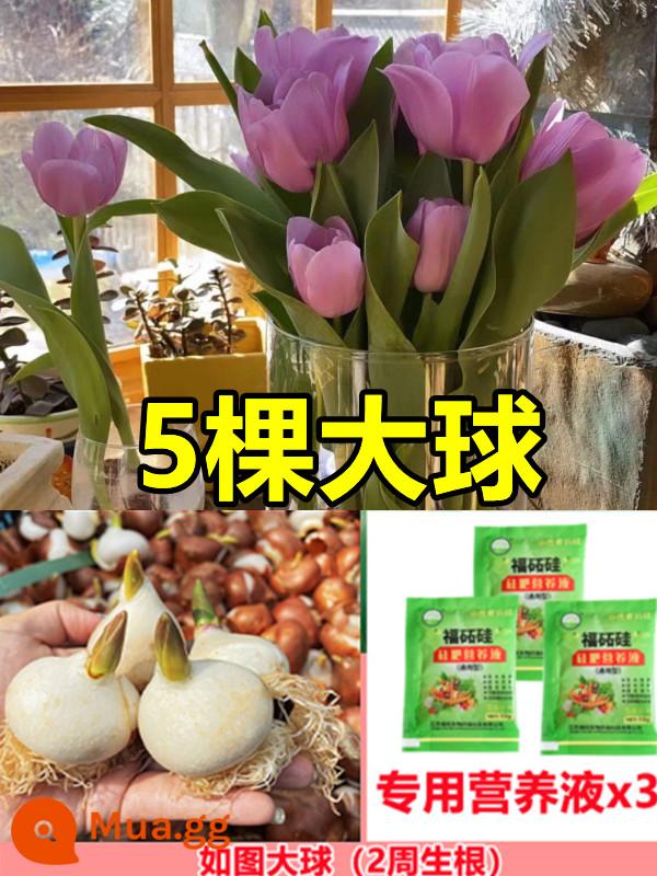 Tulip củ trồng thủy canh trong chậu có nụ cây hoa tươi trồng trong nhà hạt giống nhập khẩu dễ nuôi Bóng 5 độ - [Đã chọn] 5 bông hoa tulip tím [dung dịch dinh dưỡng miễn phí + bột tạo rễ]