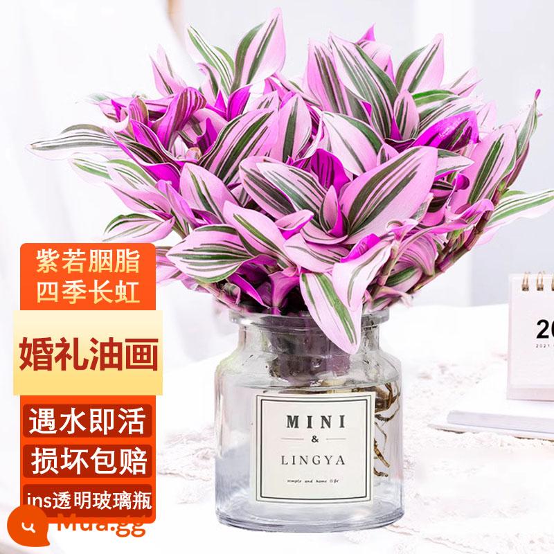 Sương tím phong lan thủy canh cây xanh Chlorophytum chậu nhỏ trong nhà văn phòng để bàn hoa sơn dầu đám cưới bốn mùa dễ nuôi - Tranh sơn dầu thủy canh đám cưới + chai thủy tinh trong suốt