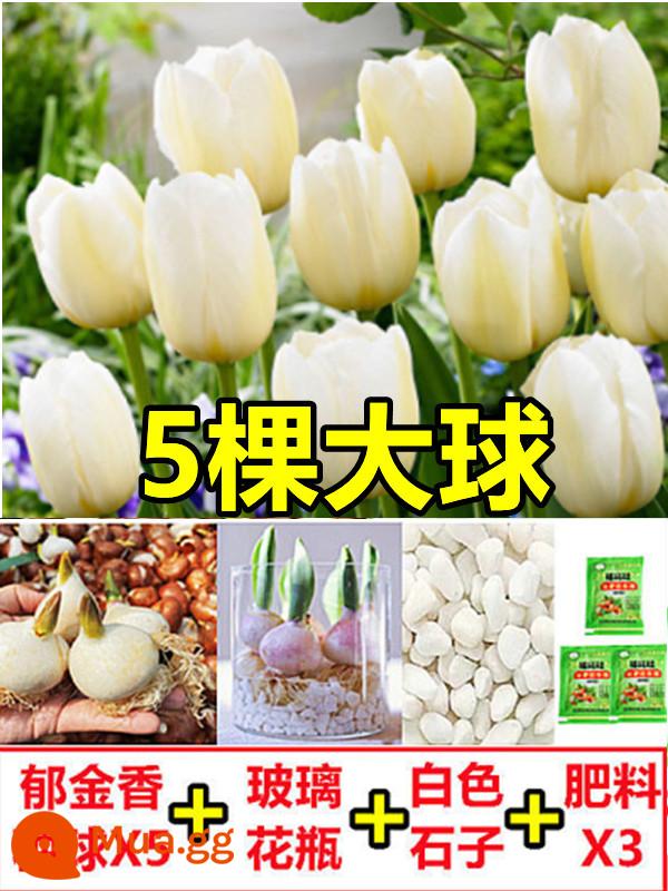 Tulip củ trồng thủy canh trong chậu có nụ cây hoa tươi trồng trong nhà hạt giống nhập khẩu dễ nuôi Bóng 5 độ - [Gói thủy canh] 5 bông hoa tulip trắng [Dung dịch dinh dưỡng miễn phí + bột tạo rễ]