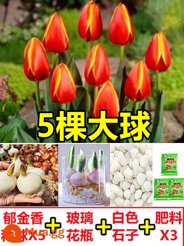 Tulip củ trồng thủy canh trong chậu có nụ cây hoa tươi trồng trong nhà hạt giống nhập khẩu dễ nuôi Bóng 5 độ - [Gói thủy canh] Hoa tulip 5 màu hai màu [Dung dịch dinh dưỡng miễn phí + bột tạo rễ]