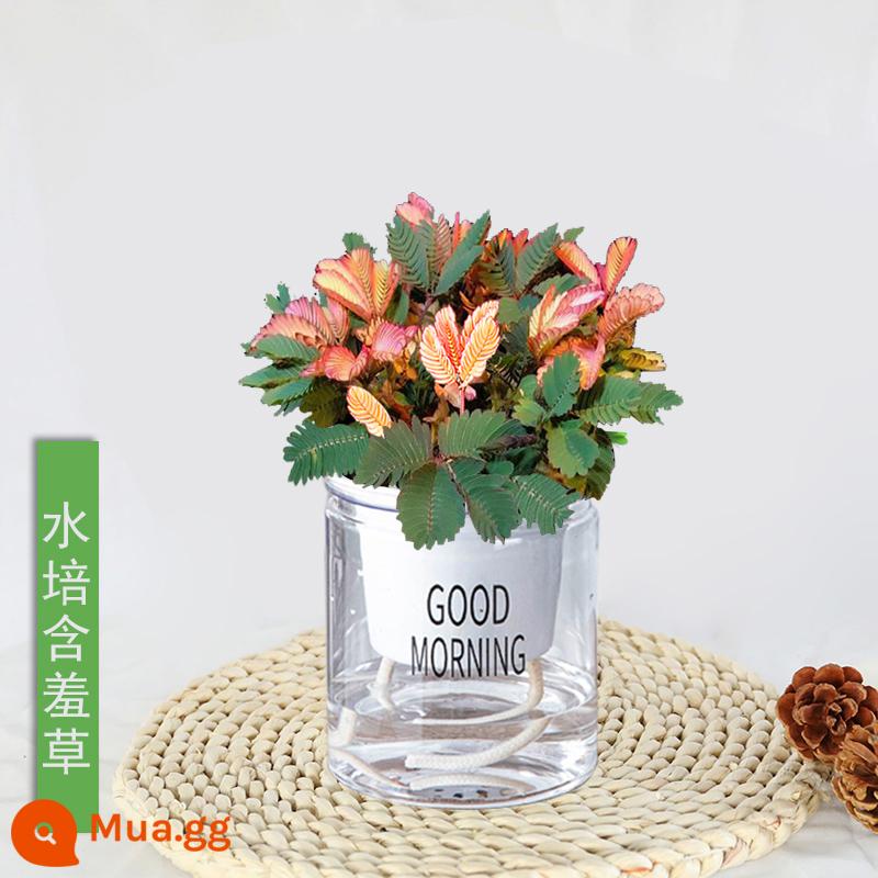 Mimosa trong chậu ban công trong nhà cây nhỏ cây mimosa thường xanh bốn mùa cây giống mimosa cây thú vị - [Nồi thủy canh] Thủy canh Mimosa Rainbow + Phân bón