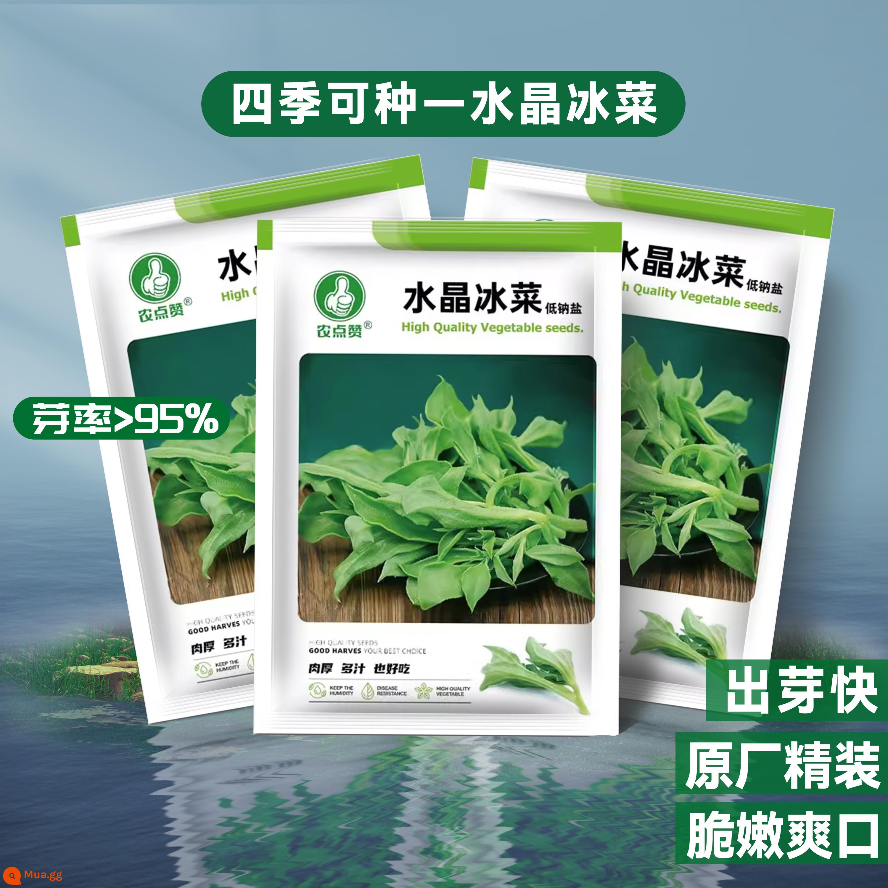 Crystal Ice Seeds Ban công Hạt giống rau trồng trong chậu Bộ sưu tập hoàn chỉnh Cây giống cỏ băng bốn mùa để trồng Hạt giống rau xanh vào mùa thu đông - (Khuyến Mãi - Gói 3) Hạt Giống Rau Crystal Ice - Chính Hãng Chất Lượng Cao 500 Viên ⚪ Giòn, mềm và sảng khoái