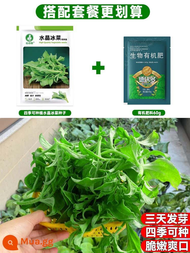 Crystal Ice Seeds Ban công Hạt giống rau trồng trong chậu Bộ sưu tập hoàn chỉnh Cây giống cỏ băng bốn mùa để trồng Hạt giống rau xanh vào mùa thu đông - [Bộ Hạt Giống + Phân Bón] 500 hạt giống tảng băng + 60g phân hữu cơ