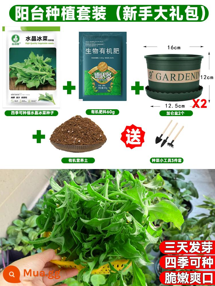 Crystal Ice Seeds Ban công Hạt giống rau trồng trong chậu Bộ sưu tập hoàn chỉnh Cây giống cỏ băng bốn mùa để trồng Hạt giống rau xanh vào mùa thu đông - [Bộ giá trị trồng ban công] Hạt giống Iceberg 500 + Tiện ích miễn phí chậu/đất/phân bón