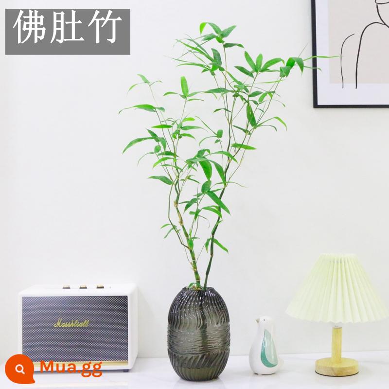 Cây thủy canh lúa tre trong nhà trồng trong chậu tre phong phú nandina cây cảnh cây xanh lá nhỏ hoa huệ tre hoa dễ trồng - Tre bụng Phật 50-60cm kèm bình trứng bầu trời đầy sao