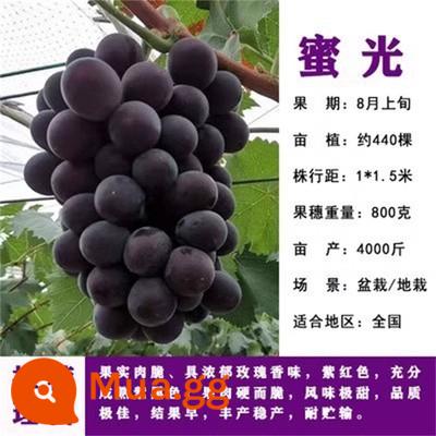 Kyoho Grapevine Sunshine Rose Sapphire Grapevine Qu Không hạt Nam Bắc Trồng trong chậu Cây leo vườn - Cây giống Miguang 12 tuổi