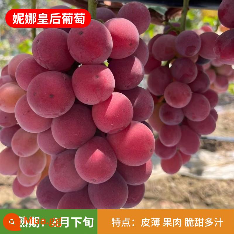 Kyoho Grapevine Sunshine Rose Sapphire Grapevine Qu Không hạt Nam Bắc Trồng trong chậu Cây leo vườn - Cây giống Queen Nina 12 tuổi