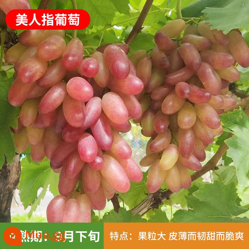 Kyoho Grapevine Sunshine Rose Sapphire Grapevine Qu Không hạt Nam Bắc Trồng trong chậu Cây leo vườn - Ngón tay đẹp 12 tuổi