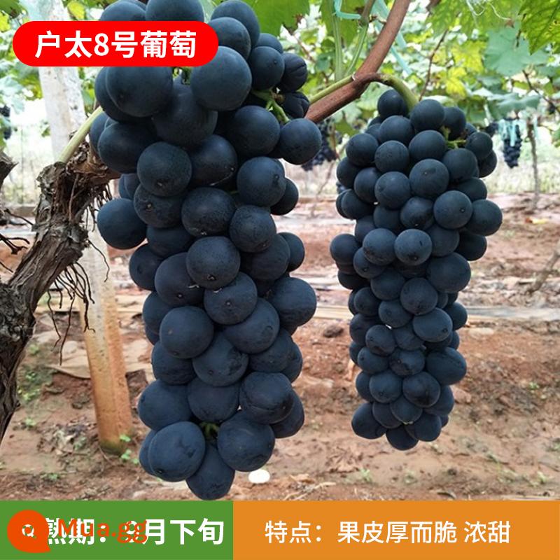 Kyoho Grapevine Sunshine Rose Sapphire Grapevine Qu Không hạt Nam Bắc Trồng trong chậu Cây leo vườn - Cây giống Hutai 12 tuổi