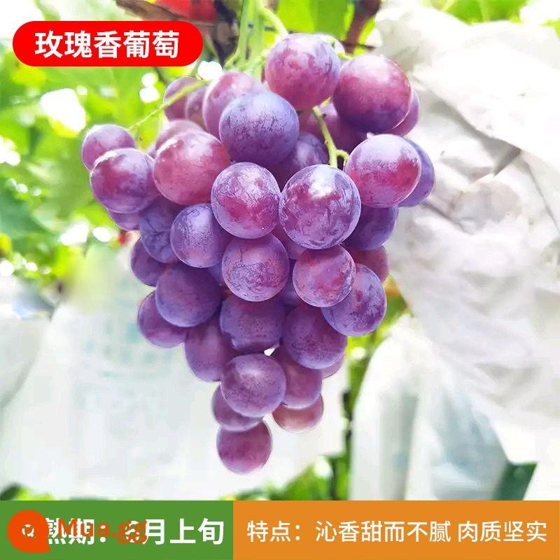 Kyoho Grapevine Sunshine Rose Sapphire Grapevine Qu Không hạt Nam Bắc Trồng trong chậu Cây leo vườn - Cây giống hoa hồng thơm 12 tuổi