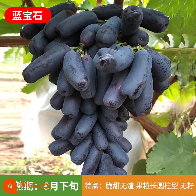 Kyoho Grapevine Sunshine Rose Sapphire Grapevine Qu Không hạt Nam Bắc Trồng trong chậu Cây leo vườn - Cây giống Sapphire 12 tuổi