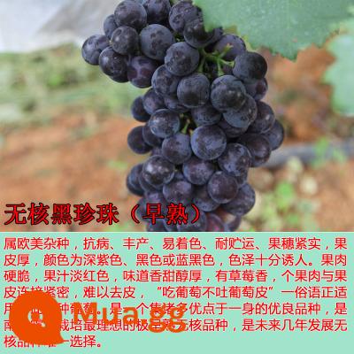 Kyoho Grapevine Sunshine Rose Sapphire Grapevine Qu Không hạt Nam Bắc Trồng trong chậu Cây leo vườn - Cây giống ngọc trai đen không hạt 12 tuổi