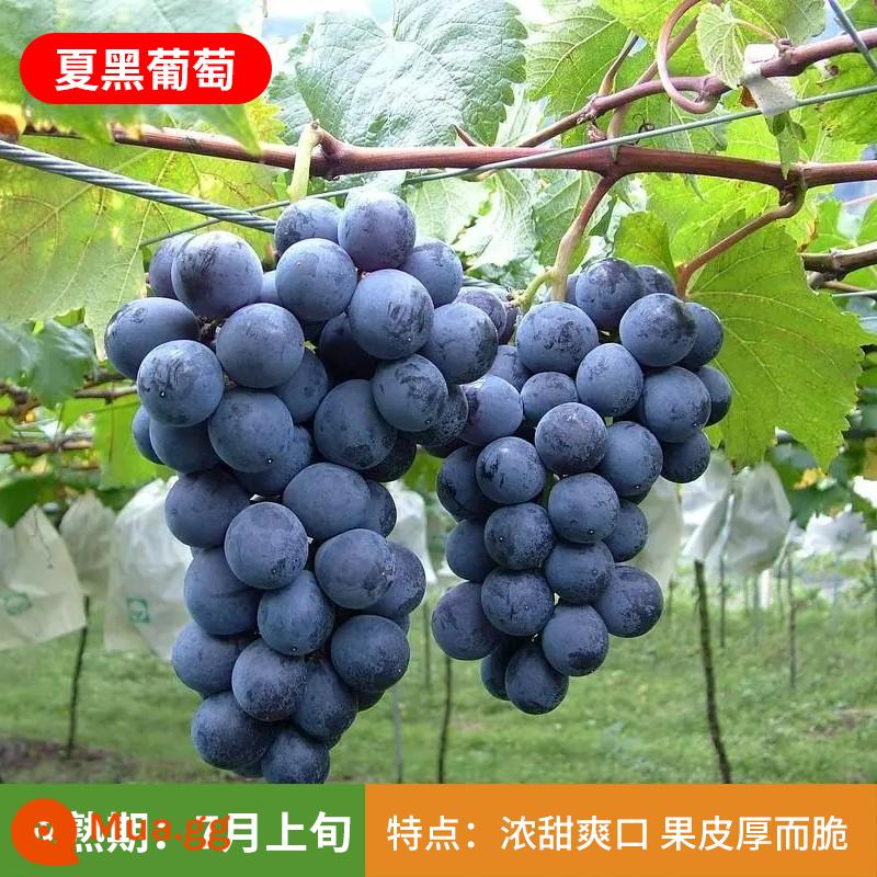 Kyoho Grapevine Sunshine Rose Sapphire Grapevine Qu Không hạt Nam Bắc Trồng trong chậu Cây leo vườn - Cây giống Xiahei 12 tuổi