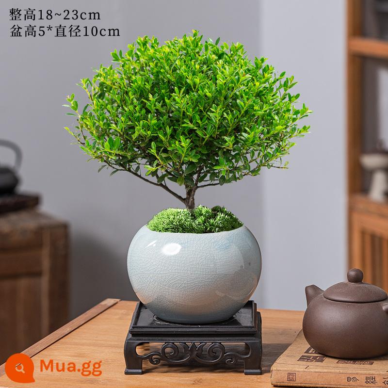 Lá nhỏ màu đỏ Nan cũ cọc chậu cây cảnh mini cây hoa trong nhà để bàn văn phòng cây xanh nhỏ tốt cho bốn mùa - Nan đỏ lá nhỏ mịn+chậu tráng men xám nhạt+đáy+rêu