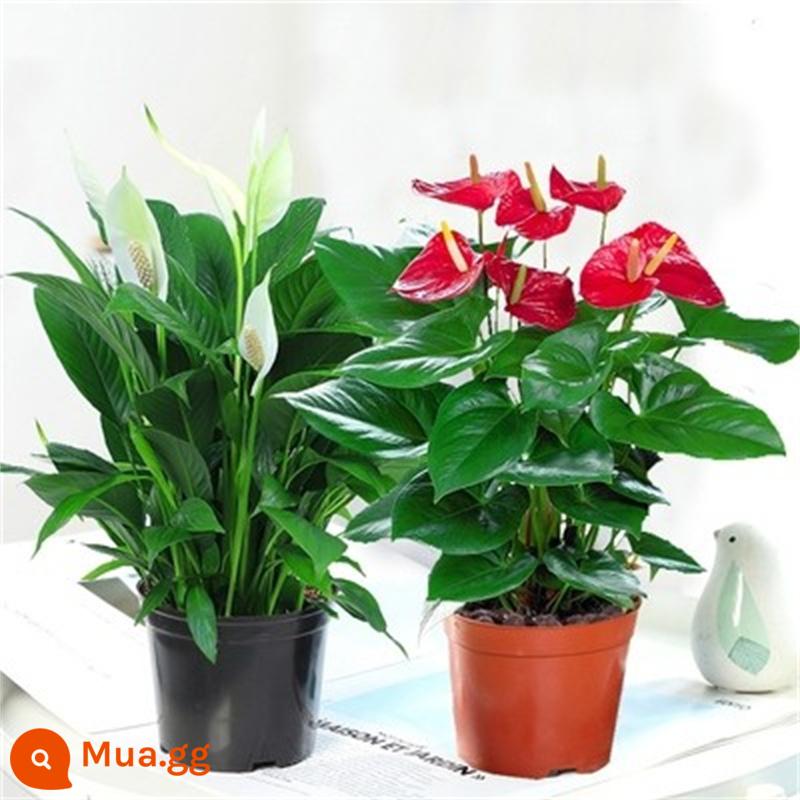 Cây cọ trắng mịn màng Cây thủy canh trong chậu Hoa và cây xanh trong văn phòng Hoa Pueraria Flamingo vàng Cây tiền Dễ bảo trì - [Giá cả phải chăng] Anthurium loại đặc biệt + cọ trắng loại đặc biệt (đất bầu gốc) + dung dịch dinh dưỡng