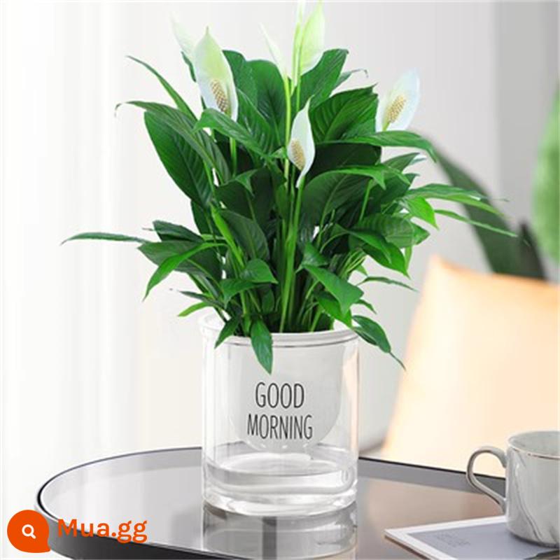 Cây cọ trắng mịn màng Cây thủy canh trong chậu Hoa và cây xanh trong văn phòng Hoa Pueraria Flamingo vàng Cây tiền Dễ bảo trì - [Cùng phong cách với Douyin] Cây cọ trắng loại đặc biệt 6-8 cây có hoa (chậu chào buổi sáng) + dung dịch dinh dưỡng