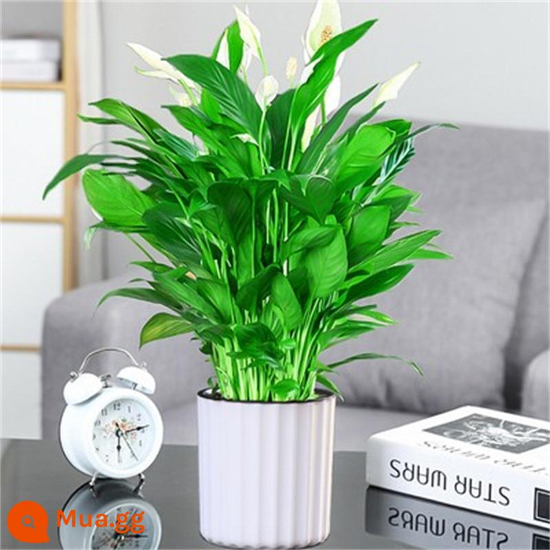 Cây cọ trắng mịn màng Cây thủy canh trong chậu Hoa và cây xanh trong văn phòng Hoa Pueraria Flamingo vàng Cây tiền Dễ bảo trì - Đặc biệt cọ trắng 6-8 cây có hoa [chậu thấm sọc dọc] + dung dịch dinh dưỡng