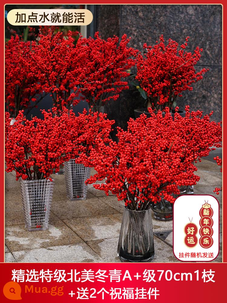 Nhập khẩu Bắc Mỹ Cut Flower Red Fruit Fruit năm mới của năm mới Lễ hội Lantern Hydroponic Hydroponic Yunnan Kunming Flower - Tuyển chọn loại đặc biệt nhựa ruồi Bắc Mỹ A+ loại 70cm 1 nhánh + tặng 2 mặt dây chuyền chúc phúc